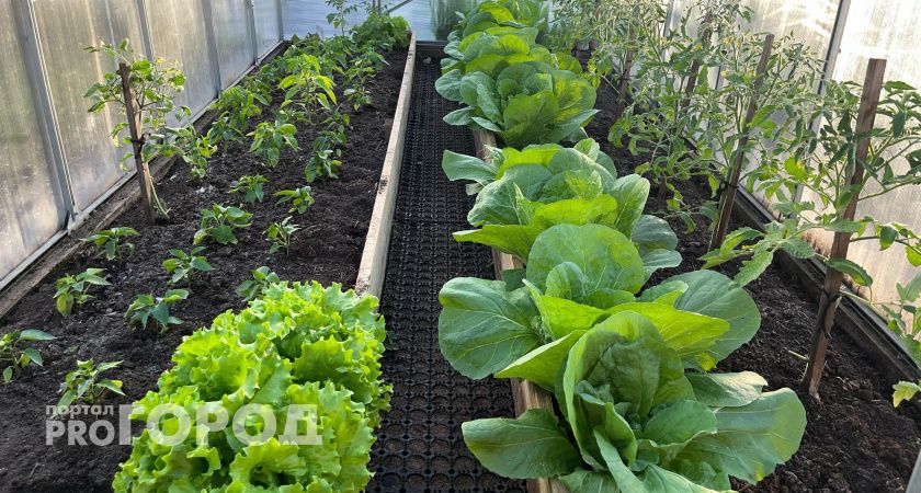 В Волгоградской области обнаружили 100 тонн сомнительного подсолнечника​