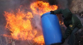 В Волгоградской области уничтожили 176 кг марихуаны