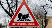 Шпарит белка в колесе…