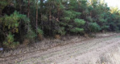 В Волгограде и области вновь  вводится  ограничение на посещение лесов