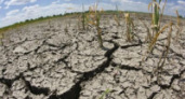 В 11 районах Волгоградской области введен режим ЧС по засухе