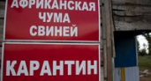 В Волгоградской области 220 хозяйств, пострадавших от свиной чумы, получат компенсации