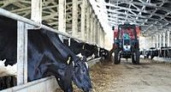 Волгоградское животноводство полностью обеспечено кормами