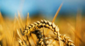 Волгоградская область заняла 10 место в России по производству зерна