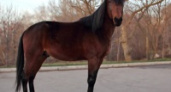 В Волгограде не могут найти беременную лошадь