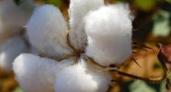 В Волгоградской области планируют увеличить посевы хлопка