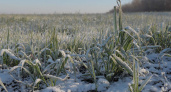 В Волгоградской области из-за похолодания пострадали 24% озимых посевов