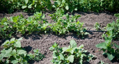 В Волгоградской области начался сев овощей