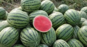 Под Волгоградом выращивают брендовые арбузы
