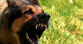 В Волгограде собака сорвалась с цепи и покусала двух человек