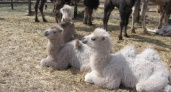 В Волгоградской области появились на свет 10 верблюжат
