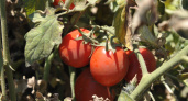 Жителей региона приглашают на фестиваль «Ахтубинский помидор»