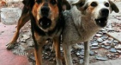 В Волгограде собираются отстреливать собак