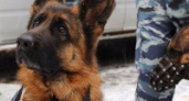 В Волгоградском регионе откроется полицейский кинологический центр