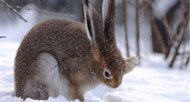 В Волгоградской области завершена охота на зайца-русака