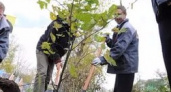 В Волгограде на улице Рабоче-Крестьянской высадят 30 деревьев