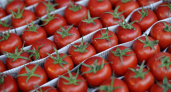 РФ терпит потери в «помидорной войне» с Турцией