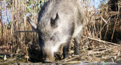 В Волгоградской области подсчитали  охотничьи ресурсы