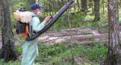 В Волгограде лесные массивы обрабатывают от вредителей
