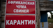 В Волгоградской области выявлен первый в этом году случай АЧС