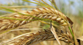 Экспорт зерна выше прошлогоднего, но прогноз не радует