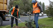 В Волгограде высадили еще 300 деревьев
