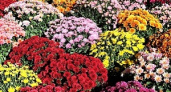 В Волгоградской области состоится «Бал хризантем»
