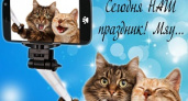Сегодня – День кошек в России