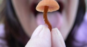 Роспотребнадзор напомнил, как избежать отравления грибами