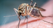 Житель Волгограда заразился лихорадкой Западного Нила