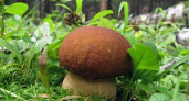 В Волгоградской области открывается грибной сезон