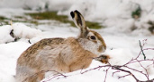 В регионе закрывается охота на зайца-русака