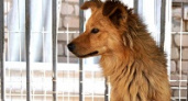 В Волгограде утвердили порядок работы с бездомными животными