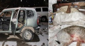 Под Волгоградом браконьеры убили зайца через оптический прицел
