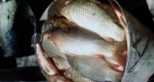 Под Волгоградом двоих рыбаков задержали с 200 кг рыбы