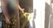 У селянина под Волгоградом нашли больше килограмма марихуаны