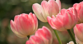 Цены на тюльпаны в Волгограде к 8 Марта взлетят до 200 рублей за штуку