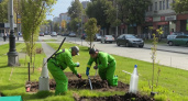 Волгоград преображается: центр утопает в зелени, высаживают сотни деревьев