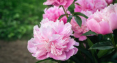 С 1 по 10 мая пионам это удобрение — обязательно: шапки крупные и ароматные — настоящий цветочный бум 