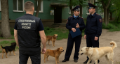 Волгоград под контролем Бастрыкина: ситуацию с бродячими собаками в Жилгородке проверят следователи
