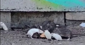 Волгоград снова атакуют крысы — на 51-й Гвардейской устроили пир на улице