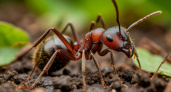 Муравьи бегут вместе с царицей. Как за 1 день избавиться от муравьев на участке с помощью копеечного порошка