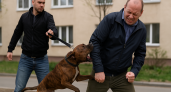 Волгоградца укусил соседский пёс: хозяин натравил стаффа за просьбу убрать животное от подъезда