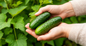 5 лавровых листов – и огурцы плодоносят как бешеные: свежие овощи с июня и до ноября