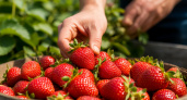 Вы устанете собирать клубнику: 1 ложка этого средства и урожай будет отменный — медовые ягоды будут размером с апельсин