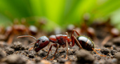 Вот лучшее средство от муравьев на огороде: лайфхак от опытных дачников