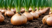 Луковицы размером с два кулака, перья яркие: поливаю грядку натуральным раствором — и луковая муха больше не беспокоит