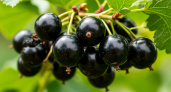 Садоводы назвали лучшее удобрение для черной смородины в 2025 году