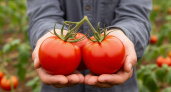 Томатам в июне – очень важно: 1 л под корень – цветут как бешеные, плодоносят до 30 ноября