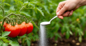 Лучшие удобрения для помидор в 2025 году: запишите топ-10